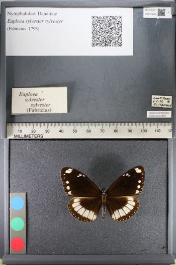 Media type: image;   Entomology 137944